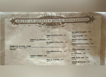 American Quarter Horse, Castrone, 4 Anni, 152 cm, Sauro scuro