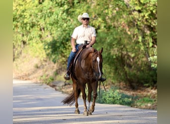 American Quarter Horse, Castrone, 4 Anni, 152 cm, Sauro scuro