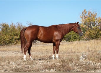 American Quarter Horse, Castrone, 4 Anni, 152 cm, Sauro scuro