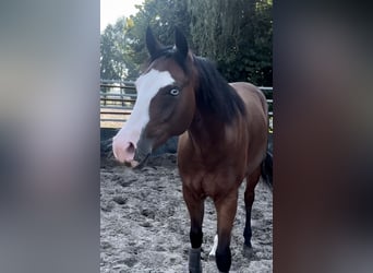 American Quarter Horse, Castrone, 4 Anni, 153 cm, Baio scuro