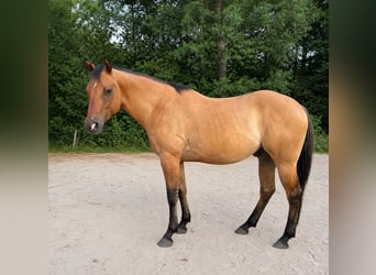 American Quarter Horse, Castrone, 4 Anni, 153 cm, Falbo