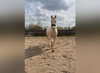 American Quarter Horse, Castrone, 4 Anni, 153 cm, Palomino
