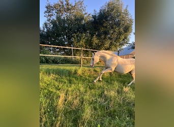 American Quarter Horse, Castrone, 4 Anni, 153 cm, Palomino