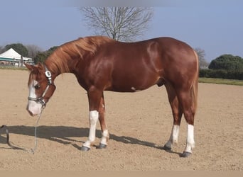 American Quarter Horse, Castrone, 4 Anni, 154 cm, Overo-tutti i colori
