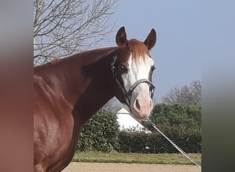 American Quarter Horse, Castrone, 4 Anni, 154 cm, Overo-tutti i colori