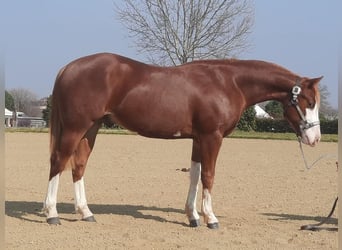 American Quarter Horse, Castrone, 4 Anni, 154 cm, Overo-tutti i colori