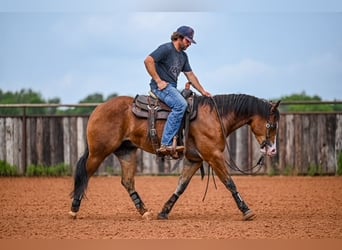 American Quarter Horse, Castrone, 4 Anni, 155 cm, Baio ciliegia