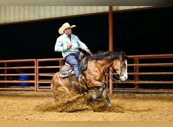 American Quarter Horse, Castrone, 4 Anni, 155 cm, Baio ciliegia
