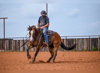 American Quarter Horse, Castrone, 4 Anni, 155 cm, Baio ciliegia