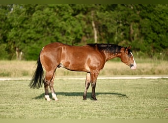 American Quarter Horse, Castrone, 4 Anni, 155 cm, Baio ciliegia