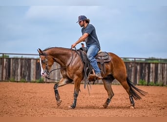 American Quarter Horse, Castrone, 4 Anni, 155 cm, Baio ciliegia