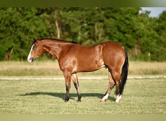 American Quarter Horse, Castrone, 4 Anni, 155 cm, Baio ciliegia