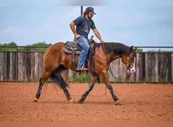 American Quarter Horse, Castrone, 4 Anni, 155 cm, Baio ciliegia