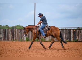 American Quarter Horse, Castrone, 4 Anni, 155 cm, Baio ciliegia