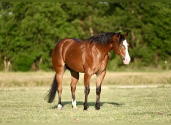 American Quarter Horse, Castrone, 4 Anni, 155 cm, Baio ciliegia