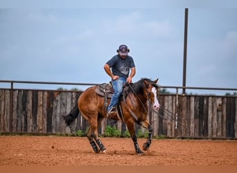 American Quarter Horse, Castrone, 4 Anni, 155 cm, Baio ciliegia