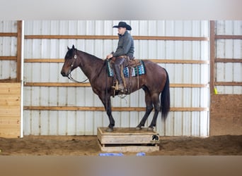 American Quarter Horse, Castrone, 4 Anni, 155 cm, Baio roano