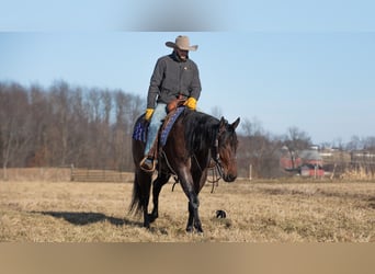 American Quarter Horse, Castrone, 4 Anni, 155 cm, Baio roano