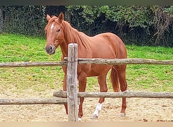 American Quarter Horse, Castrone, 4 Anni, 155 cm