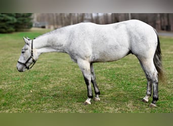 American Quarter Horse, Castrone, 4 Anni, 155 cm, Grigio pezzato