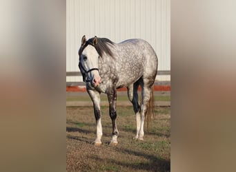 American Quarter Horse, Castrone, 4 Anni, 155 cm, Grigio