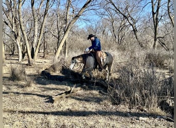 American Quarter Horse, Castrone, 4 Anni, 155 cm, Grigio