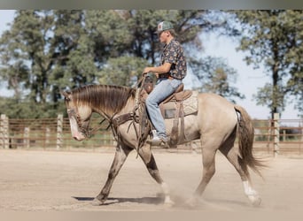 American Quarter Horse, Castrone, 4 Anni, 155 cm, Grullo