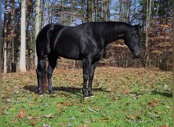 American Quarter Horse, Castrone, 4 Anni, 155 cm, Morello
