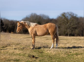 American Quarter Horse, Castrone, 4 Anni, 155 cm, Palomino