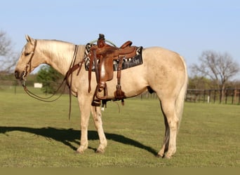 American Quarter Horse, Castrone, 4 Anni, 155 cm, Palomino