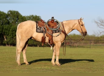 American Quarter Horse, Castrone, 4 Anni, 155 cm, Palomino