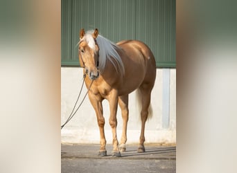 American Quarter Horse, Castrone, 4 Anni, 155 cm, Palomino