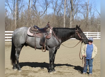 American Quarter Horse, Castrone, 4 Anni, 155 cm, Roano blu