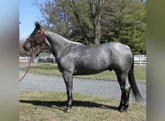 American Quarter Horse, Castrone, 4 Anni, 155 cm, Roano blu