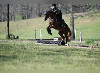 American Quarter Horse, Castrone, 4 Anni, 155 cm, Roano rosso