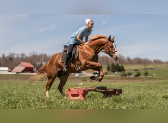 American Quarter Horse, Castrone, 4 Anni, 155 cm, Sauro ciliegia