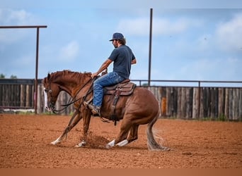 American Quarter Horse, Castrone, 4 Anni, 155 cm, Sauro ciliegia