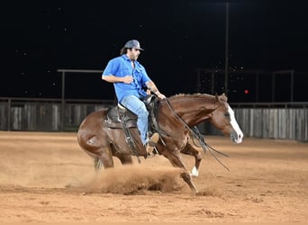 American Quarter Horse, Castrone, 4 Anni, 155 cm, Sauro ciliegia