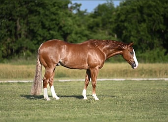 American Quarter Horse, Castrone, 4 Anni, 155 cm, Sauro ciliegia
