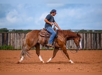 American Quarter Horse, Castrone, 4 Anni, 155 cm, Sauro ciliegia