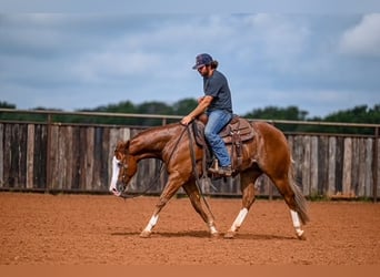 American Quarter Horse, Castrone, 4 Anni, 155 cm, Sauro ciliegia