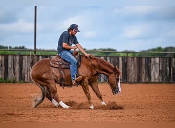 American Quarter Horse, Castrone, 4 Anni, 155 cm, Sauro ciliegia