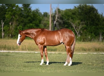 American Quarter Horse, Castrone, 4 Anni, 155 cm, Sauro ciliegia