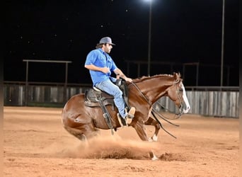 American Quarter Horse, Castrone, 4 Anni, 155 cm, Sauro ciliegia