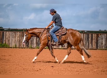 American Quarter Horse, Castrone, 4 Anni, 155 cm, Sauro ciliegia