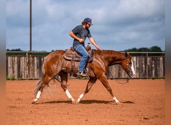 American Quarter Horse, Castrone, 4 Anni, 155 cm, Sauro ciliegia
