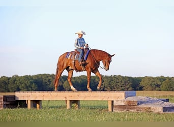 American Quarter Horse, Castrone, 4 Anni, 155 cm, Sauro ciliegia