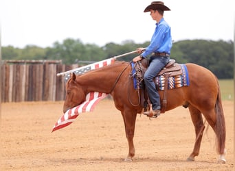 American Quarter Horse, Castrone, 4 Anni, 155 cm, Sauro ciliegia