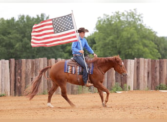 American Quarter Horse, Castrone, 4 Anni, 155 cm, Sauro ciliegia