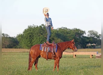 American Quarter Horse, Castrone, 4 Anni, 155 cm, Sauro ciliegia